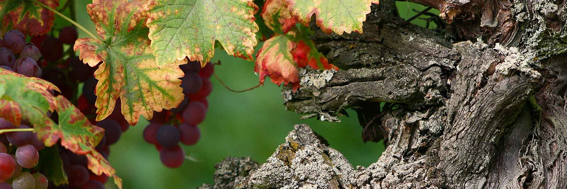 Weinrebe