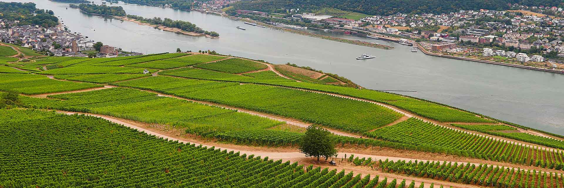 Weinberge in Lorch am Rhein