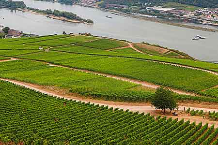 Weinberge in Lorch am Rhein